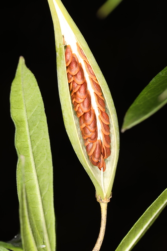 Another photo of Milkweed