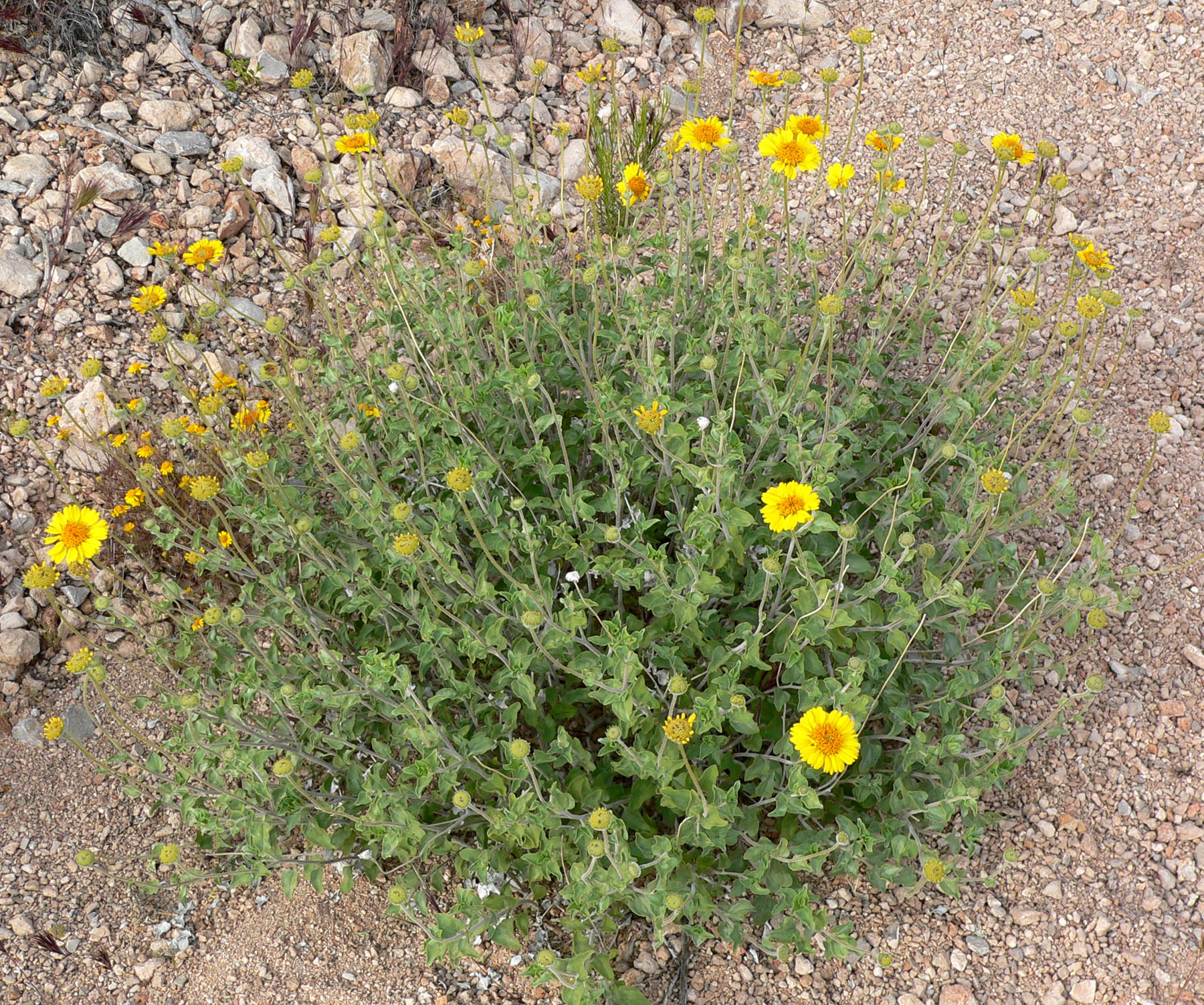 Encelia virginensis