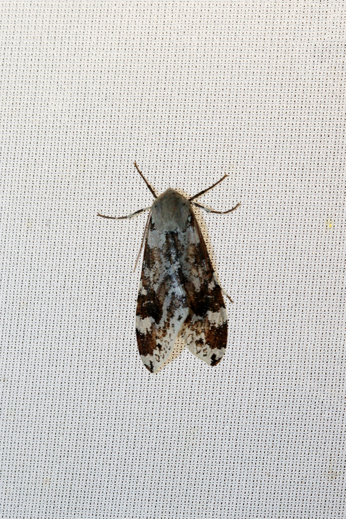 Lophocampa flavoabdominalis