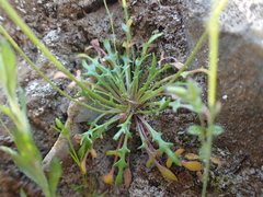 Teesdalia coronopifolia