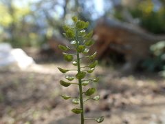Teesdalia coronopifolia