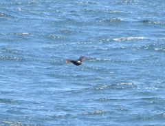 Phalacrocorax neglectus