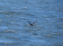 Phalacrocorax neglectus