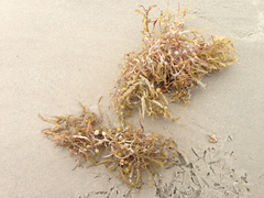 Sargassum natans