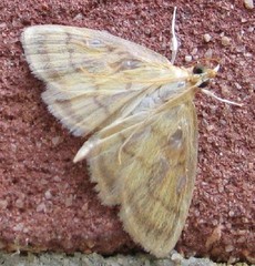 Crocidophora tuberculalis