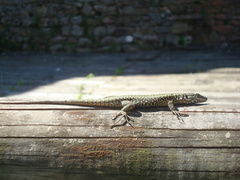 Podarcis muralis maculiventris