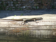 Podarcis muralis maculiventris