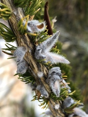 Aspalathus verbasciformis