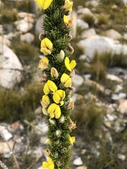 Aspalathus verbasciformis