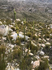 Aspalathus verbasciformis