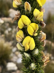 Aspalathus verbasciformis