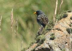 Rhopospina alaudina
