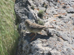 Rhopospina alaudina