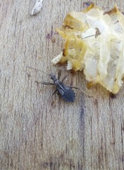 Rhynocoris erythropus