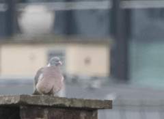 Columba palumbus