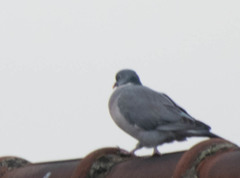 Columba palumbus