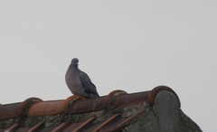 Columba palumbus