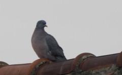 Columba palumbus