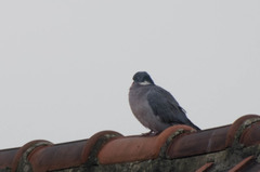 Columba palumbus