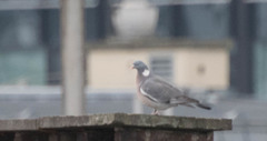 Columba palumbus