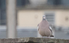 Columba palumbus