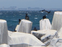 Phalacrocorax neglectus