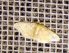 Geometridae