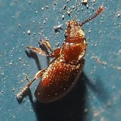 Cryptophagidae