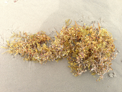Sargassum natans