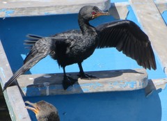 Microcarbo coronatus