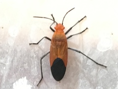 Leptocoris augur