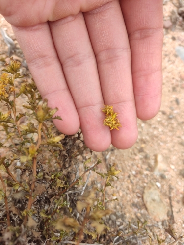 Image of Hazardia vernicosa by (c) Diego Maldonado de la Torre, some rights reserved (CC BY)