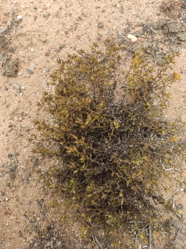 Image of Hazardia vernicosa by (c) Diego Maldonado de la Torre, some rights reserved (CC BY)