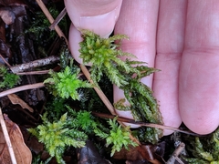 Sphagnum fallax