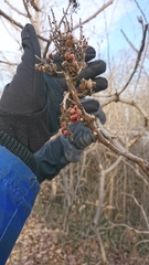 Rhus × borealis