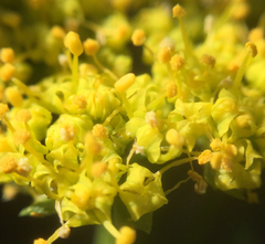 Lomatium utriculatum