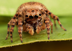 Aelurillus cristatopalpus