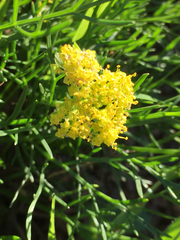 Lomatium utriculatum