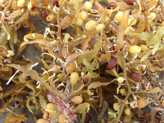 Sargassum natans