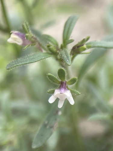 Chaenorhinum minus iNat (2)