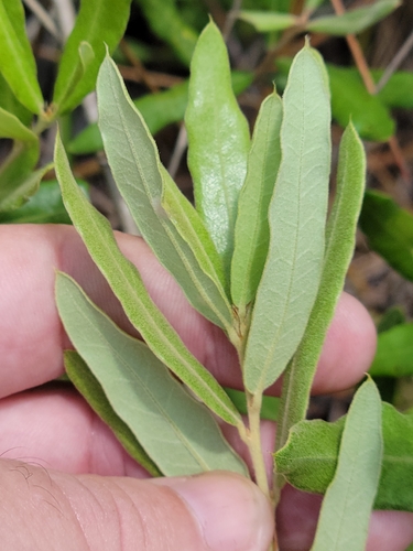 Image of Quercus pumila by (c) Jay Horn, some rights reserved (CC BY)