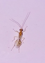 Ichneumonoidea