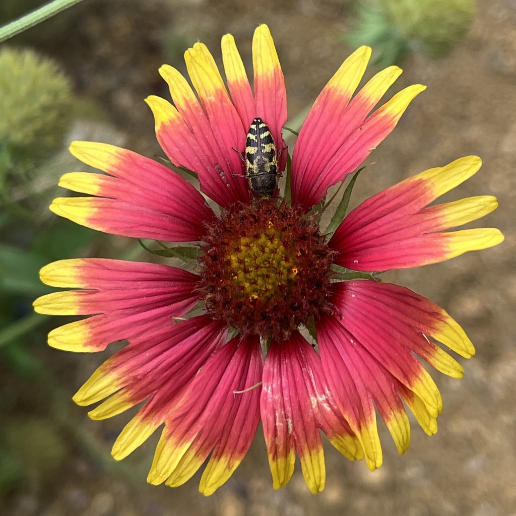 Acmaeodera mixta from Sunset Dr, Norman, OK, US on June 30, 2023 at 05: ...