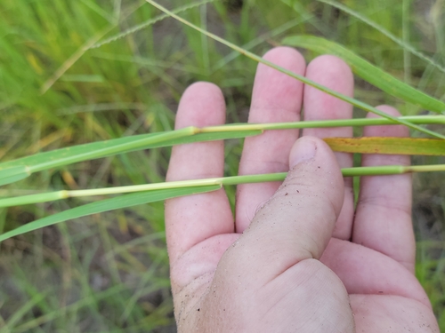 Image of Digitaria eriantha by (c) Jay Horn, some rights reserved (CC BY)