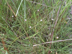 Lachnocaulon digynum