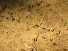 Eciton burchellii