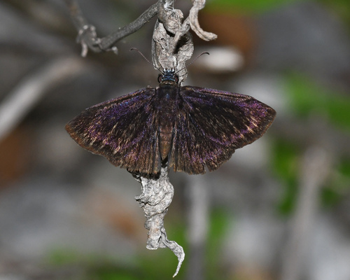 Zephodes Duskywing