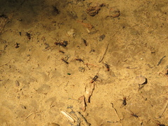 Eciton burchellii