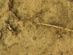 Eciton burchellii