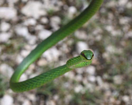 Catesby's Pointed Snake